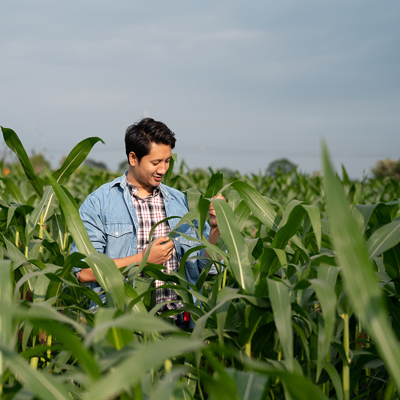 FarmersInCornField 792x792